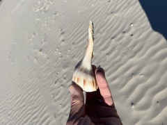 Sinistrofulgur pulleyi