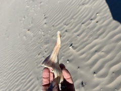 Sinistrofulgur pulleyi