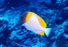 Hemitaurichthys polylepis