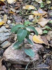 Bupleurum fruticosum