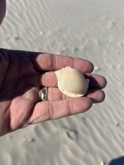 Semicassis granulata