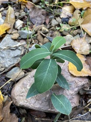 Bupleurum fruticosum