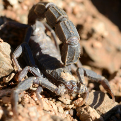 Androctonus mauritanicus