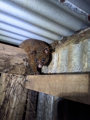 Trichosurus johnstonii