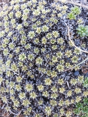 Azorelloideae