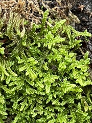 Hypnum cupressiforme