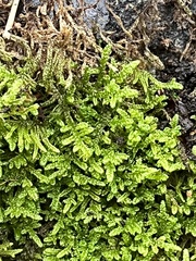 Hypnum cupressiforme