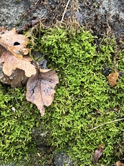 Hypnum cupressiforme