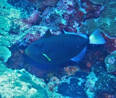 Melichthys vidua