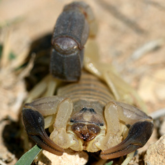 Androctonus australis