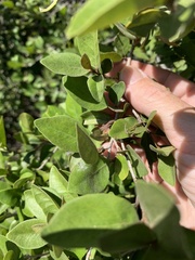 Planchonella cotinifolia