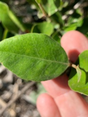 Planchonella cotinifolia