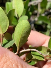Planchonella cotinifolia