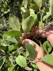 Planchonella cotinifolia