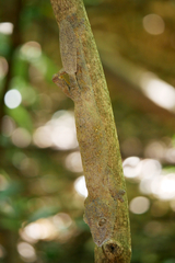 Uroplatus