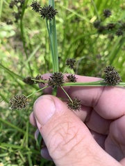Cyperus difformis