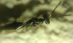 Pteromalidae