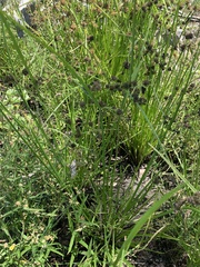 Cyperus difformis
