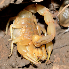 Buthus occitanus
