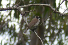 Philemon citreogularis