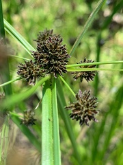 Cyperus difformis
