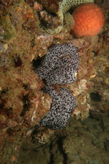 Eudistoma maculosum