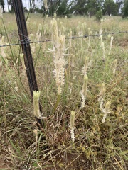 Ptilotus polystachyus