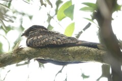 Caprimulgus jotaka