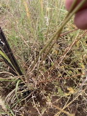 Ptilotus polystachyus