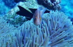Amphiprion perideraion
