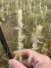 Ptilotus polystachyus