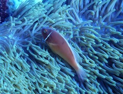 Amphiprion perideraion
