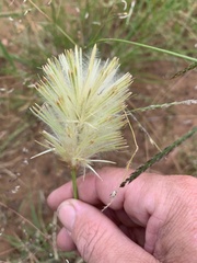 Ptilotus psilorhachis