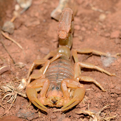 Buthus occitanus