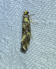 Monopis chrysogramma