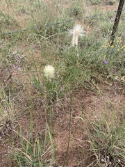 Ptilotus psilorhachis