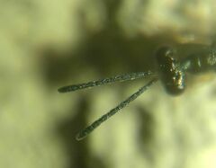 Pteromalidae