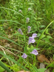Scutellaria