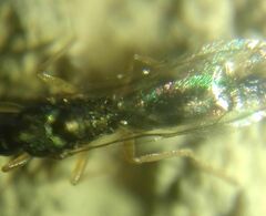 Pteromalidae