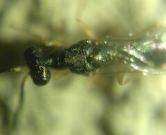 Pteromalidae