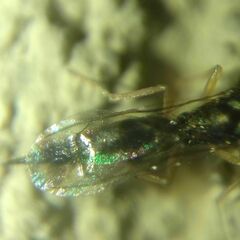 Pteromalidae