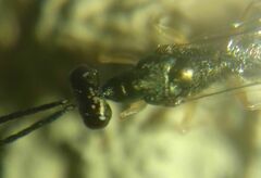 Pteromalidae
