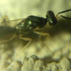 Pteromalidae