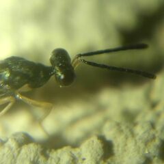 Pteromalidae