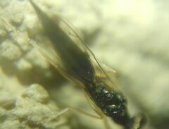 Pteromalidae