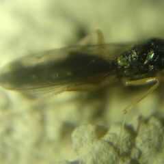 Pteromalidae
