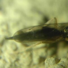 Pteromalidae