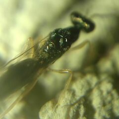Pteromalidae