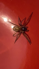 Amaurobius