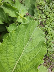 Phaneropterinae